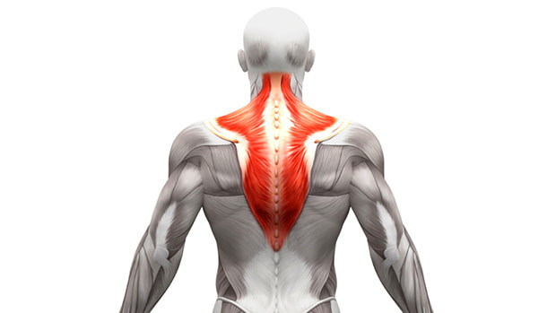 Trapezius Stretches: Loosen Tight Traps - Shoulder Pain Explained