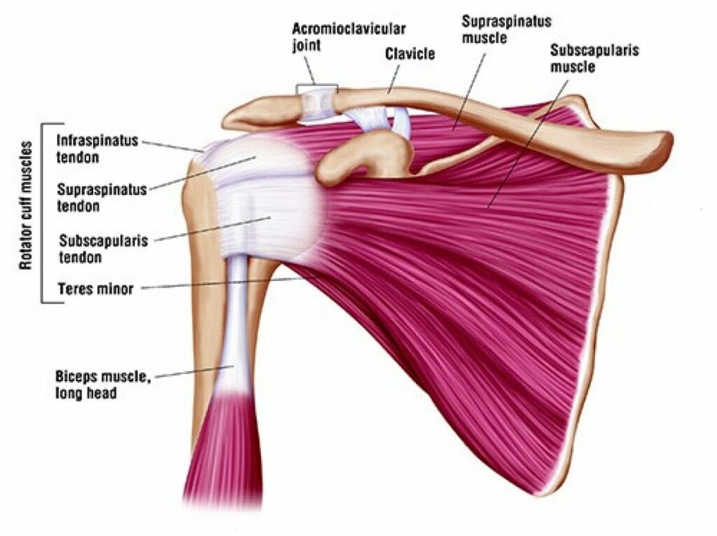 Shoulder phyiscal therapy charlotte
